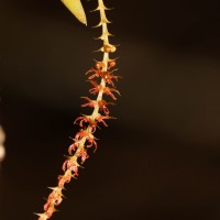 Oberonia meegaskumburae Priyad., Wijew. & Kumar